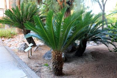 Cycas revoluta